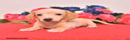 Miniature Dachshund dogs for sale: Wyatt - Ad 5