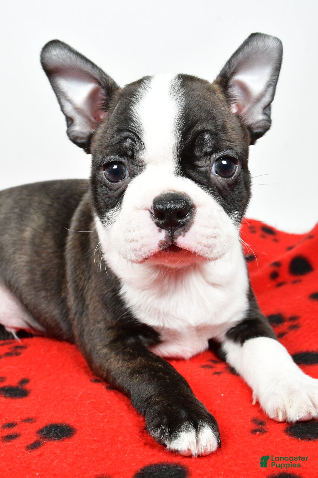Boston Terrier dogs for sale: Rocky  - Ad 10