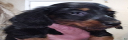 Dachshund dogs for sale: Bigger girl - Ad 2