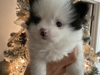 Pomeranian dogs Pomeranian Puppy 2 - Ad 4