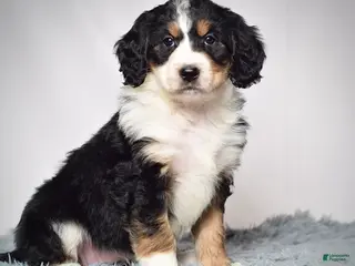 Bernedoodle dogs Ms. Velvet - Ad 7