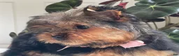Yorkshire Terrier dogs for sale: Felicity - Ad 9
