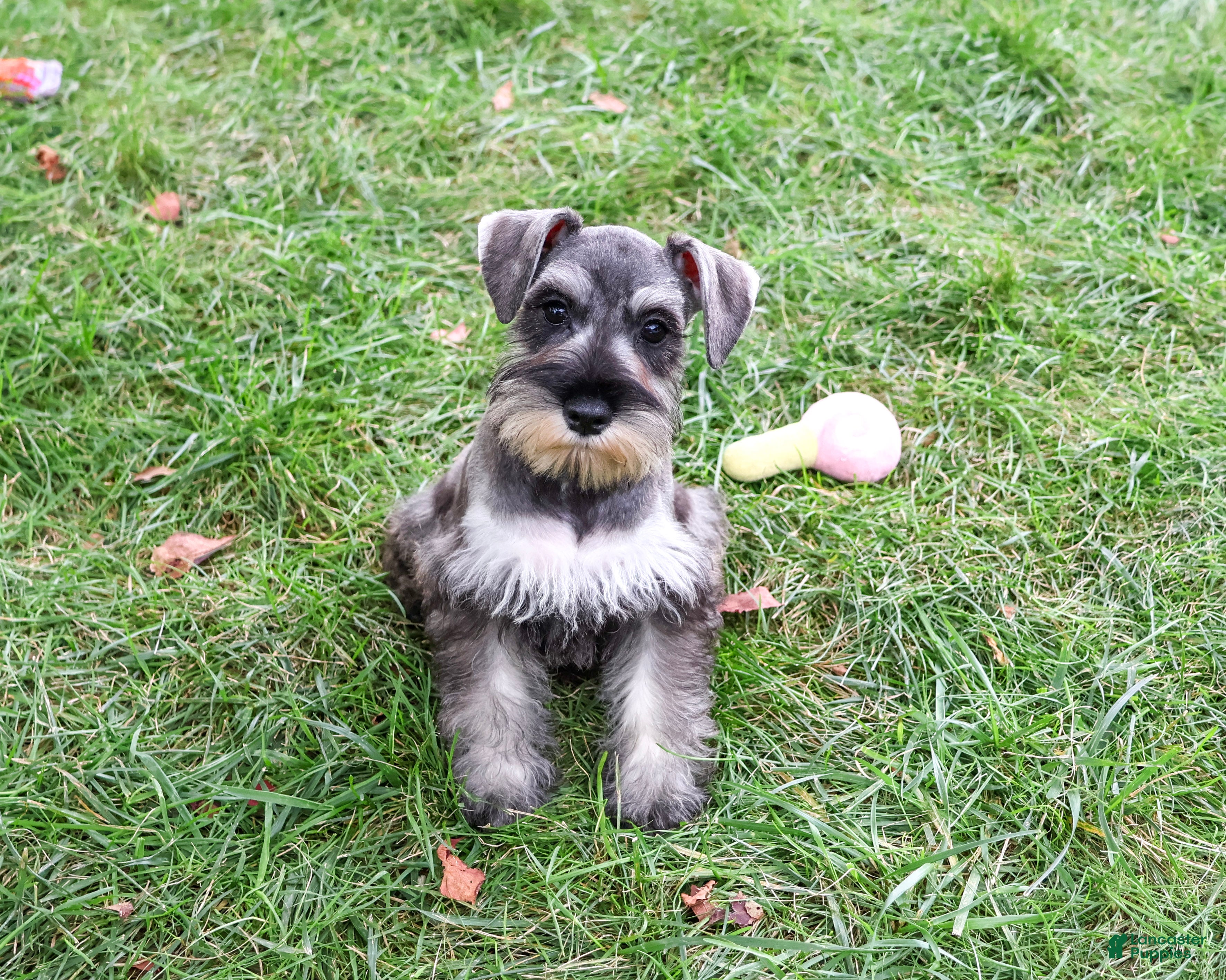 Miniature Schnauzer dogs Autumn - Ad 31