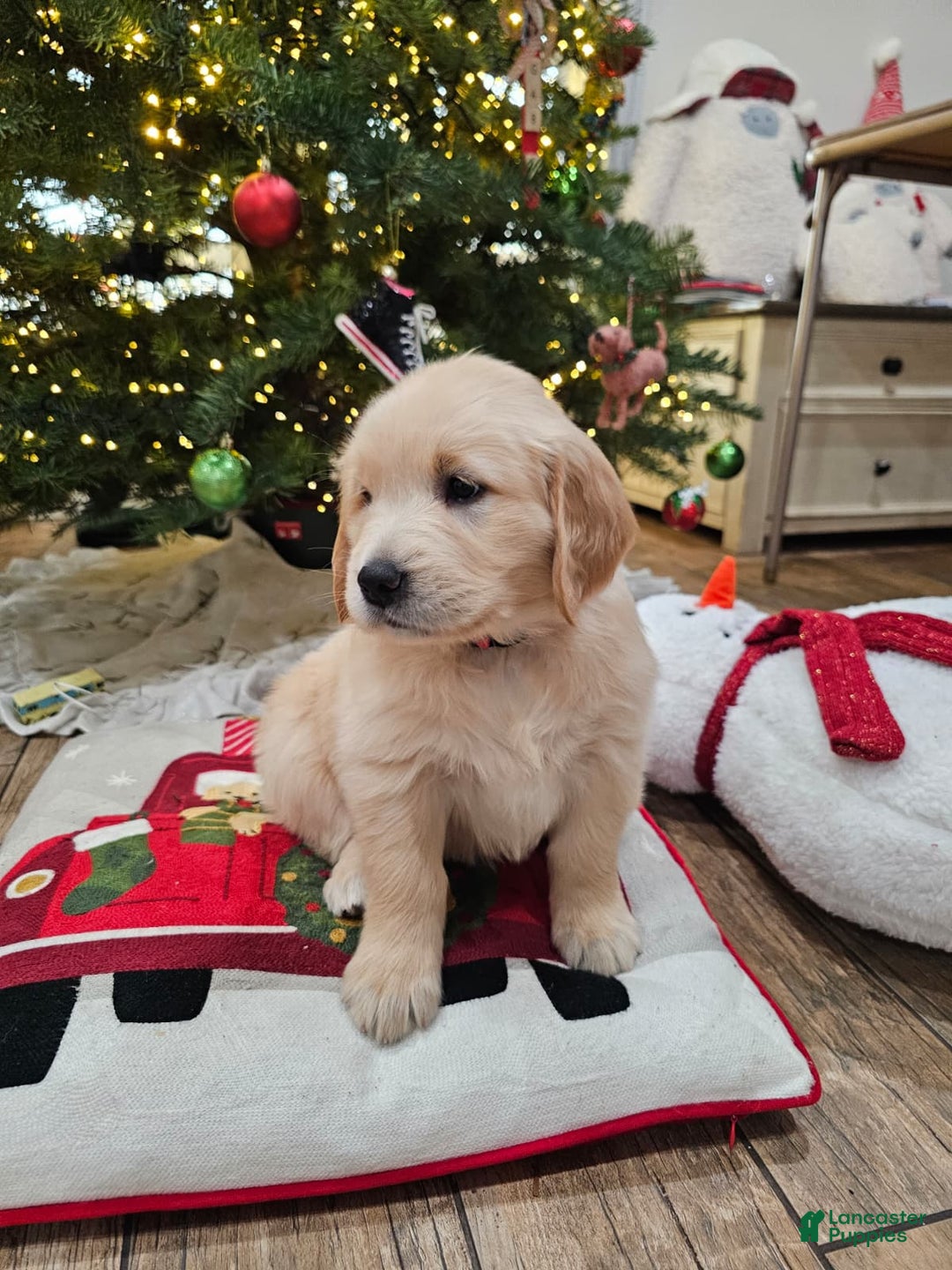 Golden Retriever dogs for sale: Golden Retriever Puppy 4 - Ad 17