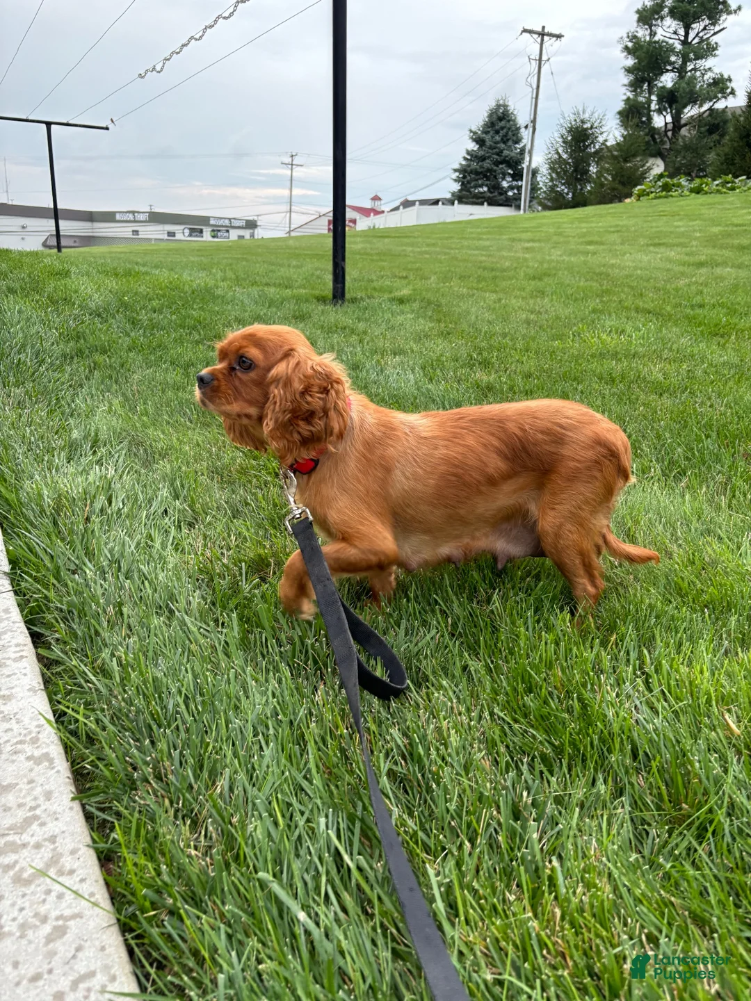 Cavapoo dogs for sale: Sky - Ad 7