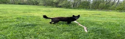 Mixed Breed dogs for sale: Mixed Breed 5 - Ad 7