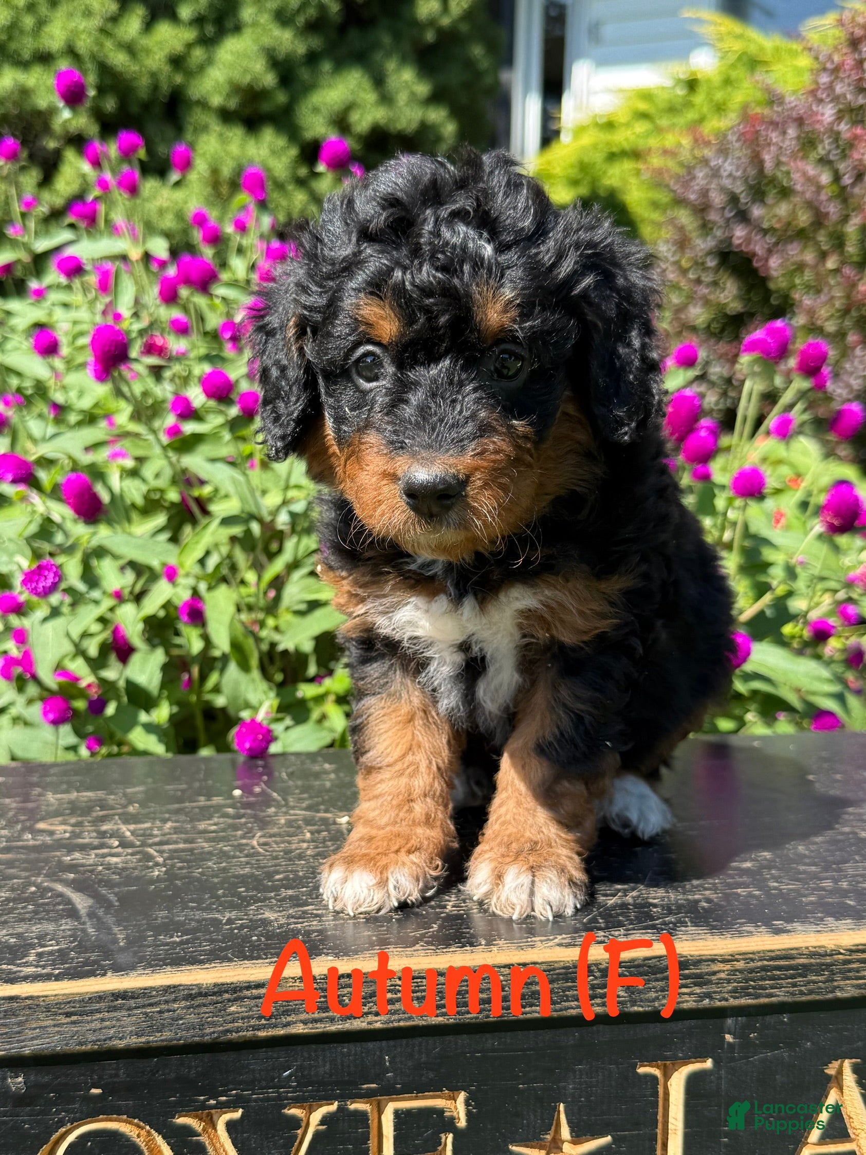 Bernedoodle dogs Autumn  - Ad 1