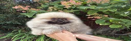 Pomeranian dogs for sale: Max - Ad 4