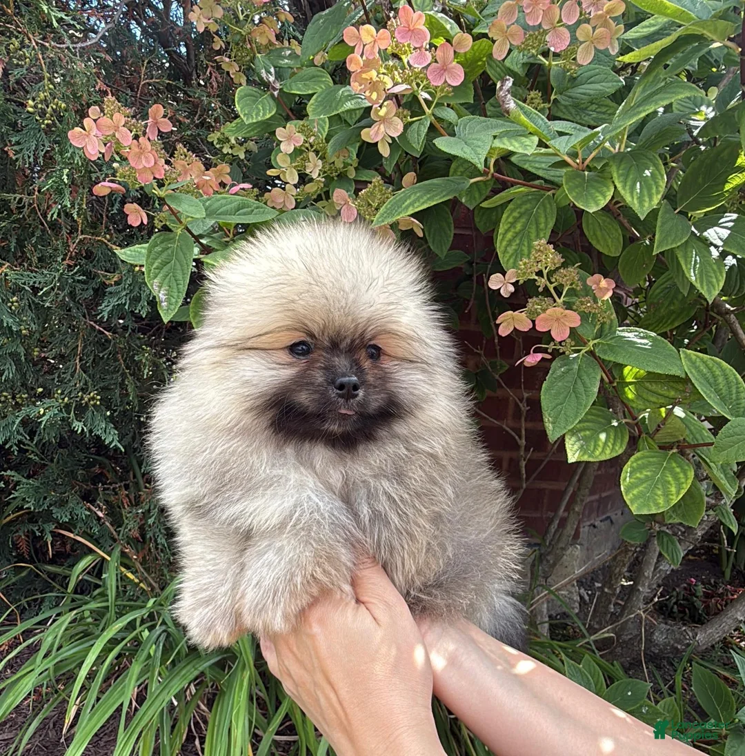 Pomeranian dogs for sale: Max - Ad 4