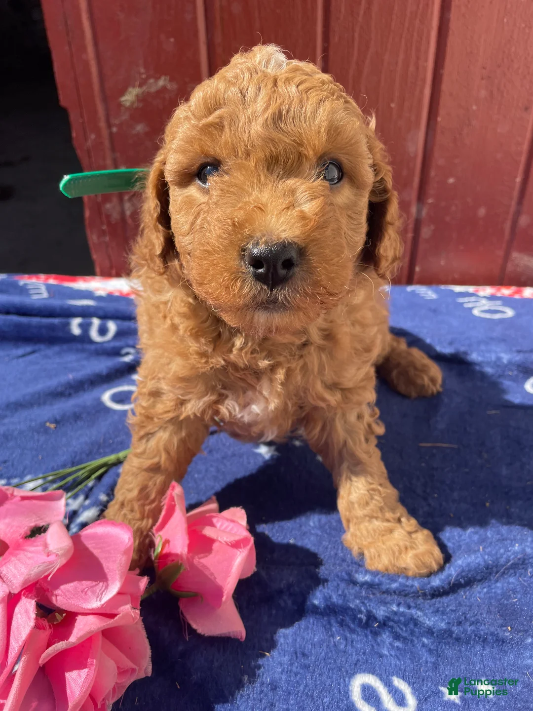 Mini Goldendoodle dogs for sale: Forest - Ad 1