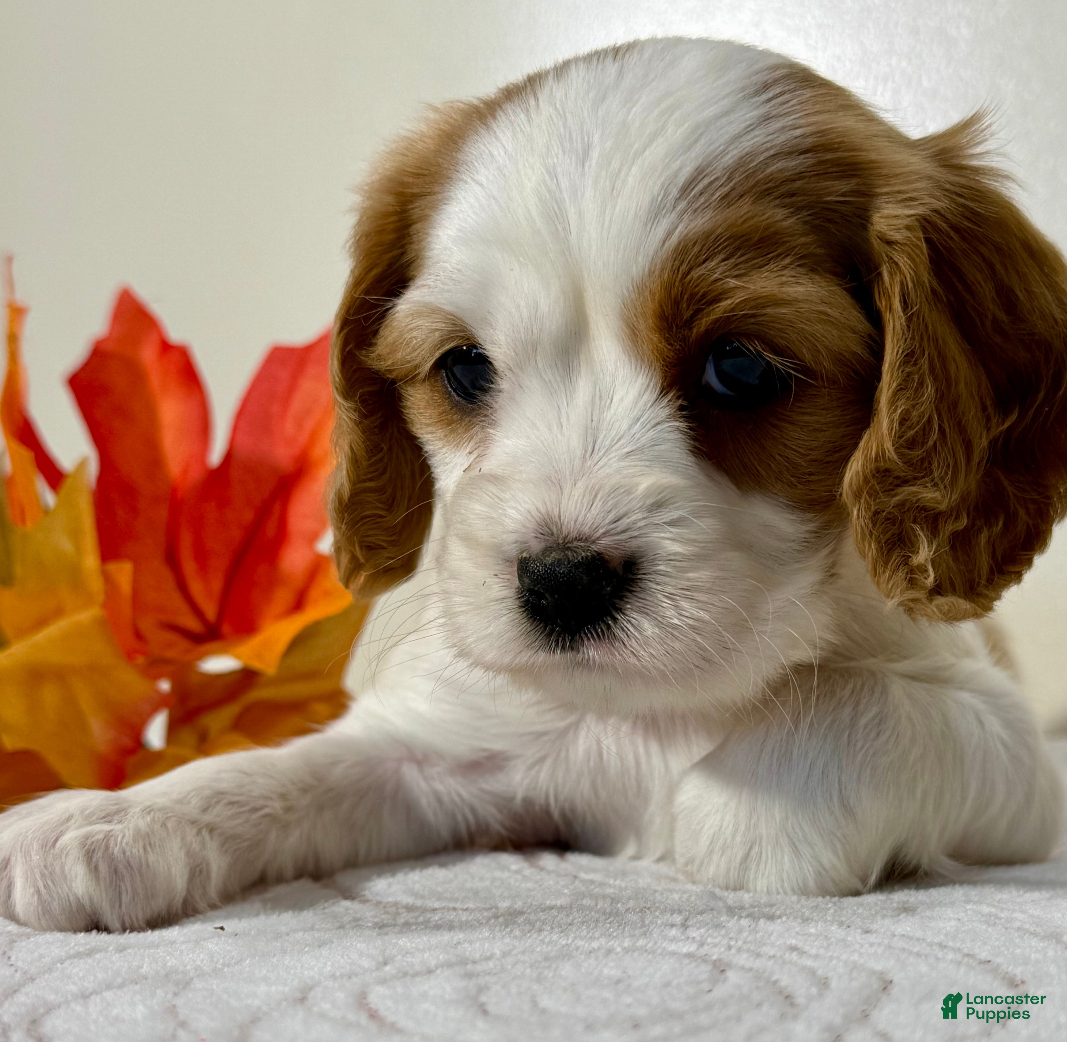 Cavapoo