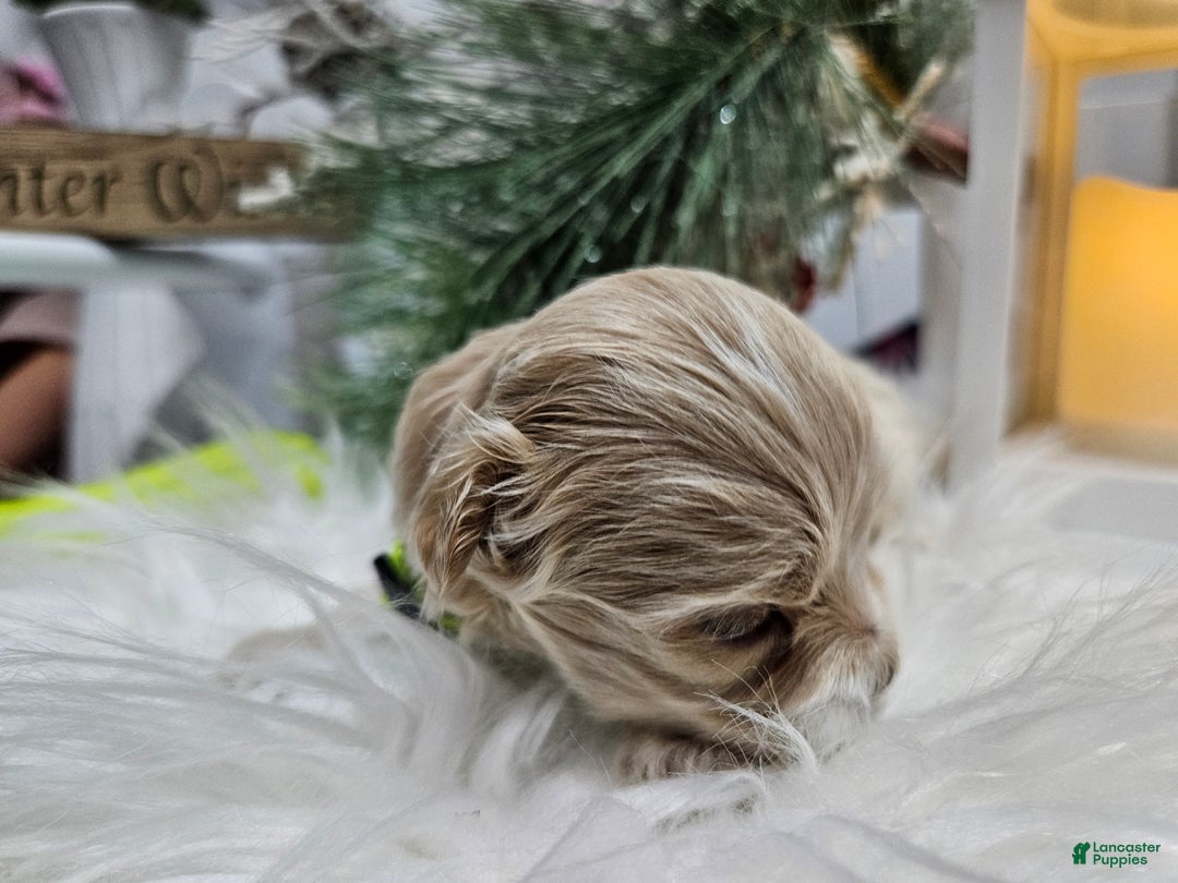 Maltipoo dogs for sale: Maltipoo Rambo Jaye - Ad 5