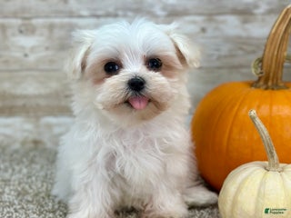 Maltipoo dogs - Ad 4