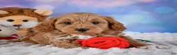 Cavapoo dogs for sale: Tyson - Ad 7