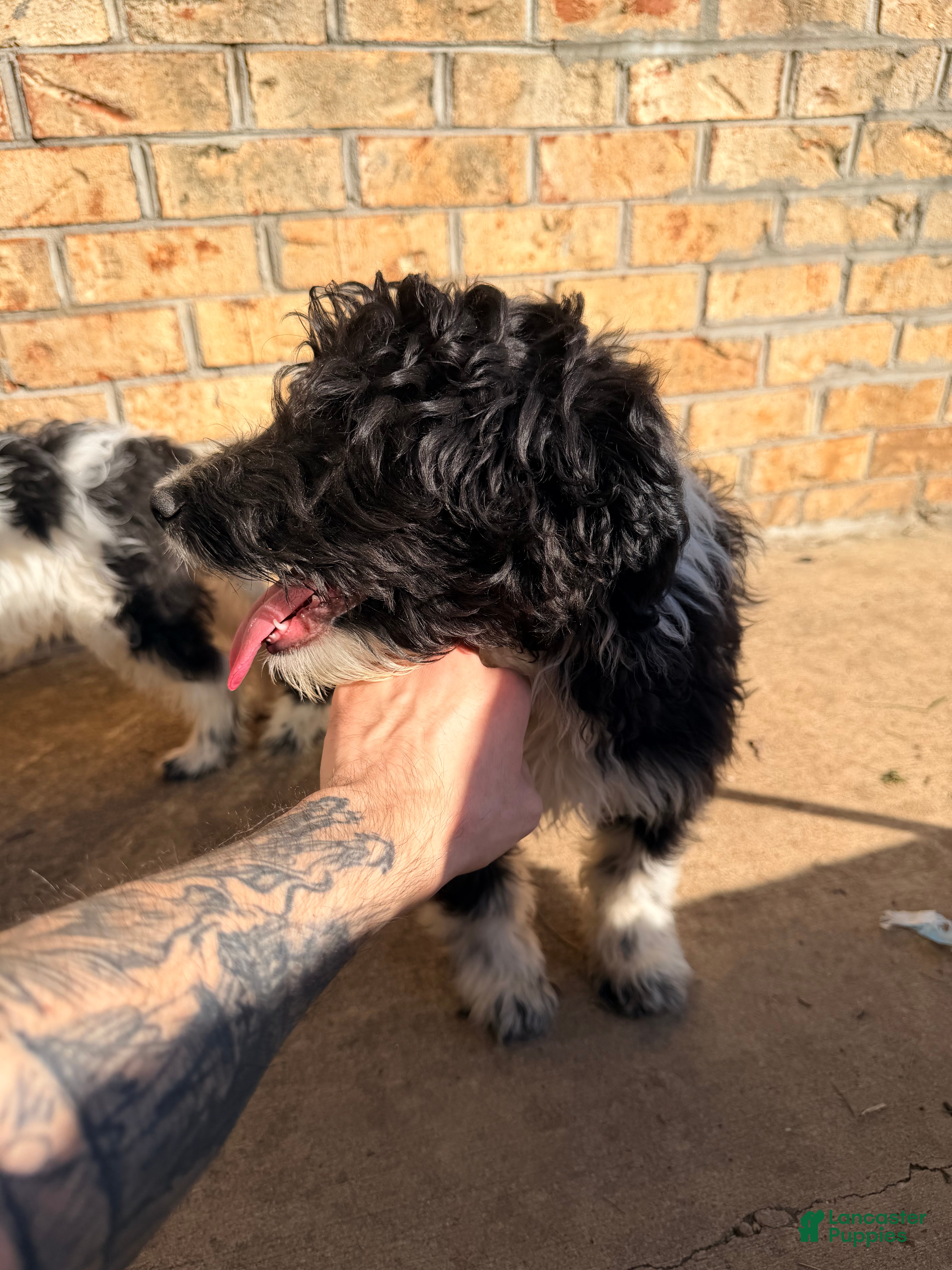Sheltiedoodle dogs for sale: Shadow - Ad 3