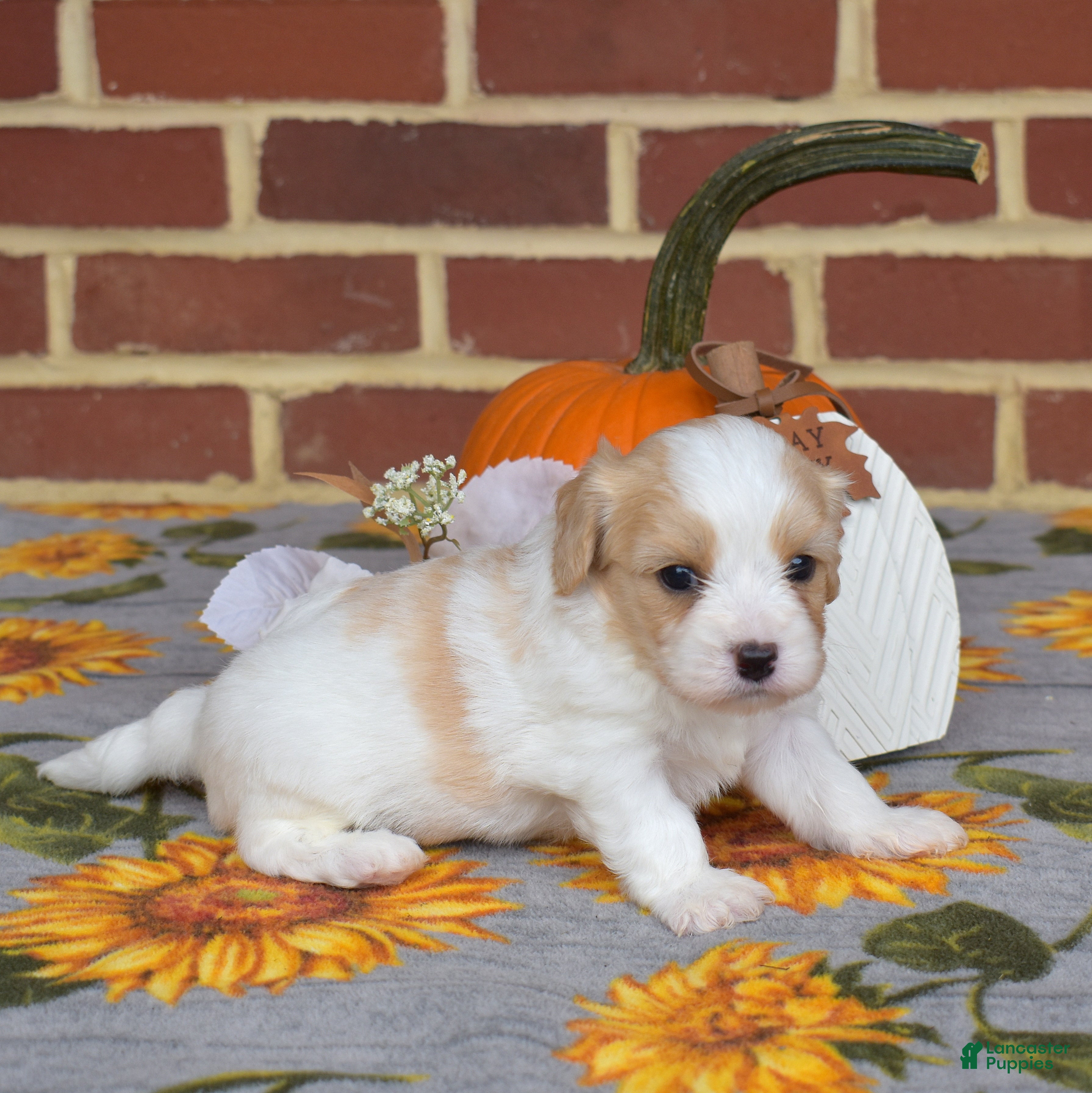 Cavachon dogs Chips - Ad 2