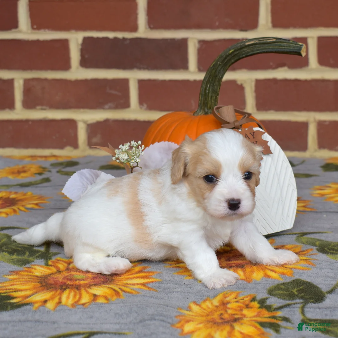 Cavachon dogs for sale: Chips - Ad 2