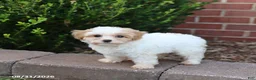 Maltipoo dogs for sale: Muffin - Ad 4
