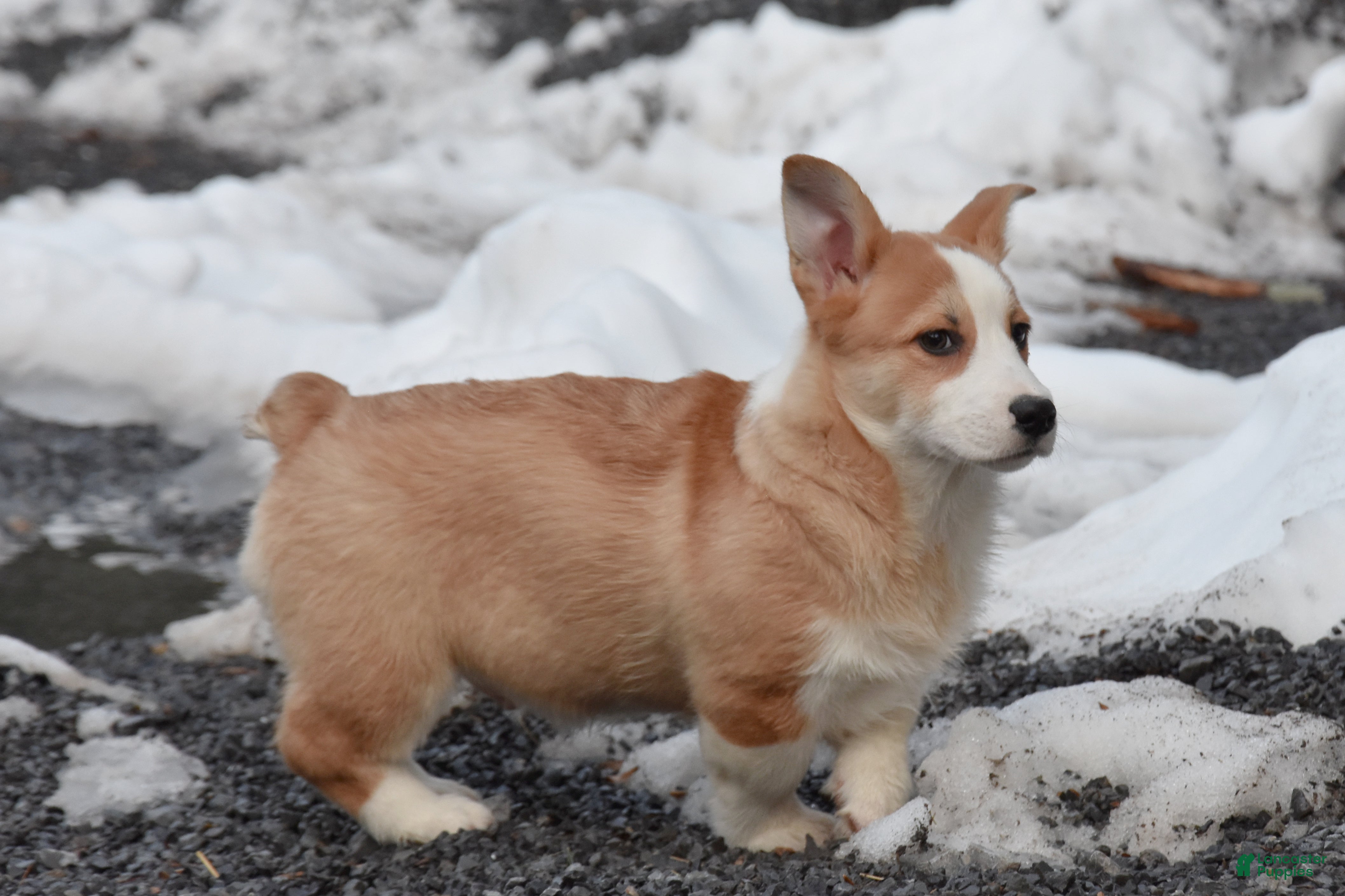 Welsh Corgi Pembroke dogs Dylan - Ad 2