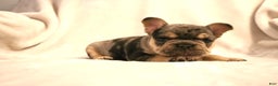 French Bulldog dogs for sale: Bear - Ad 5