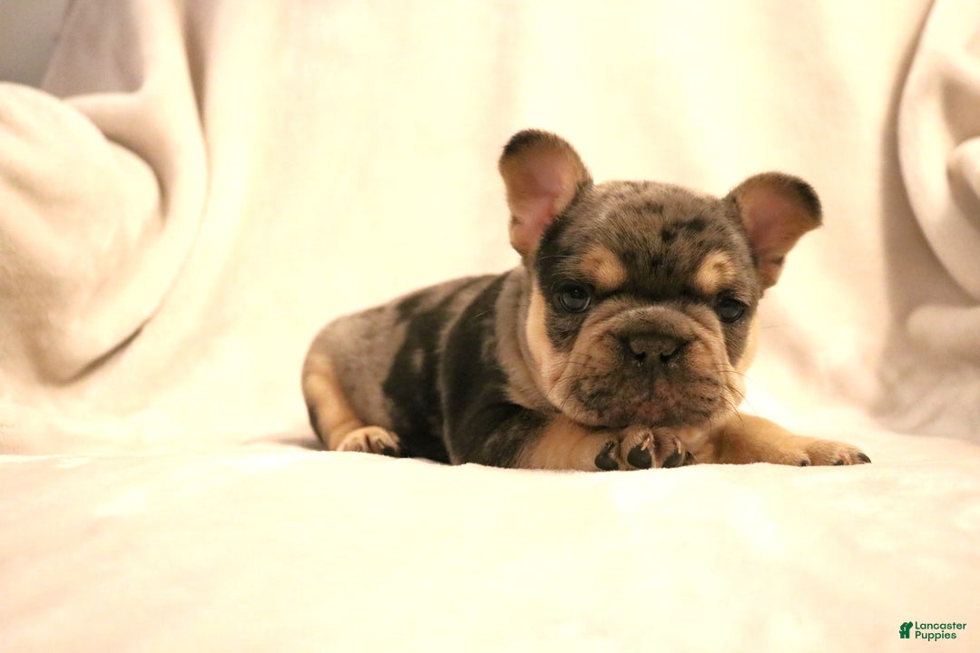 French Bulldog dogs for sale: Bear - Ad 5