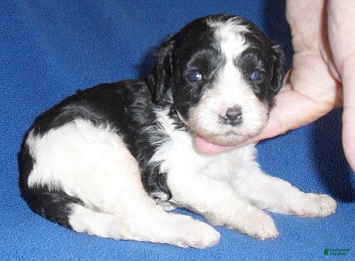 Shihpoo dogs Snoopy - Ad 2