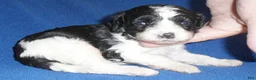 Shihpoo dogs for sale: Snoopy - Ad 2