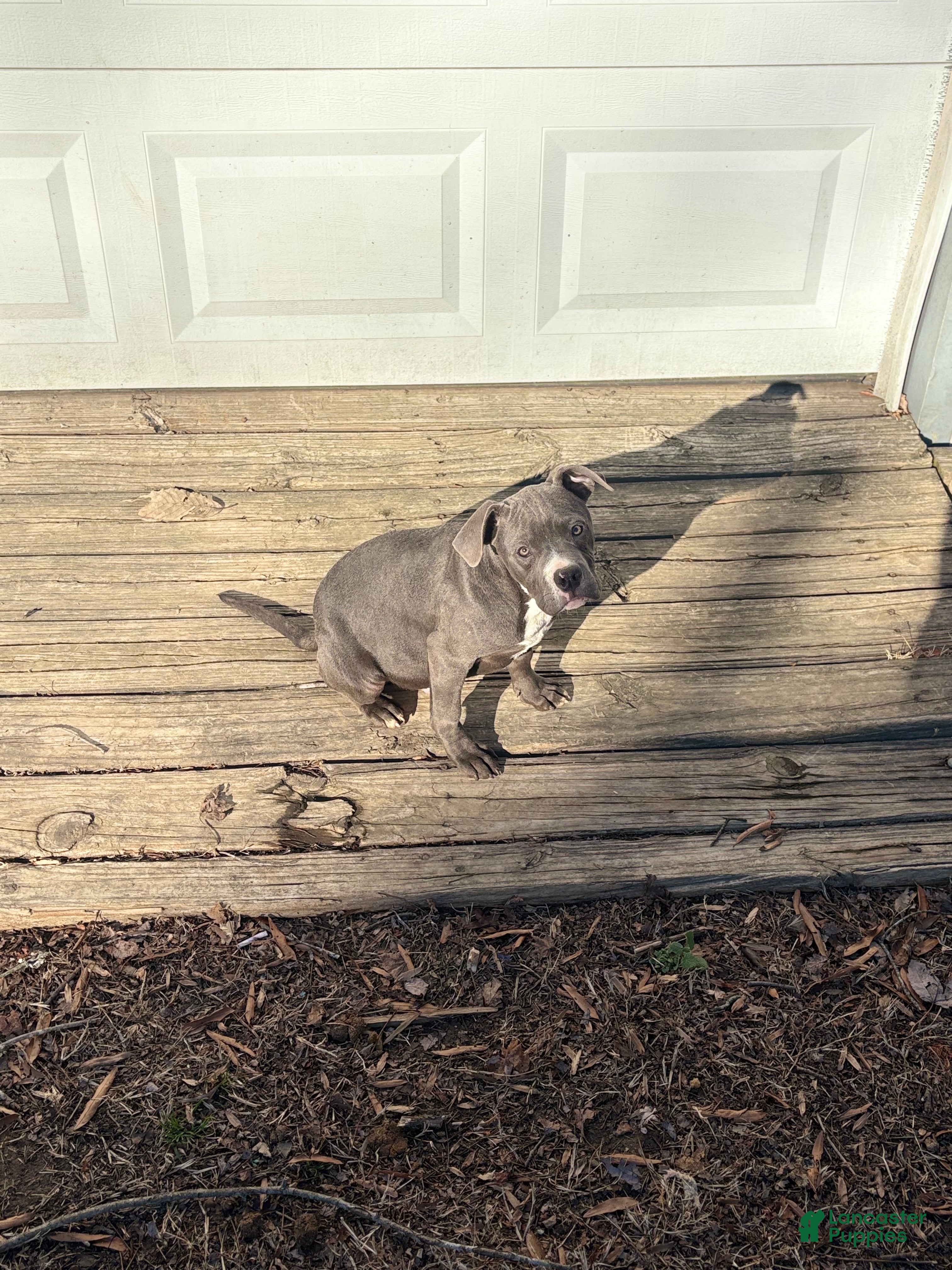 Mixed Breed dogs Bleu - Ad 2