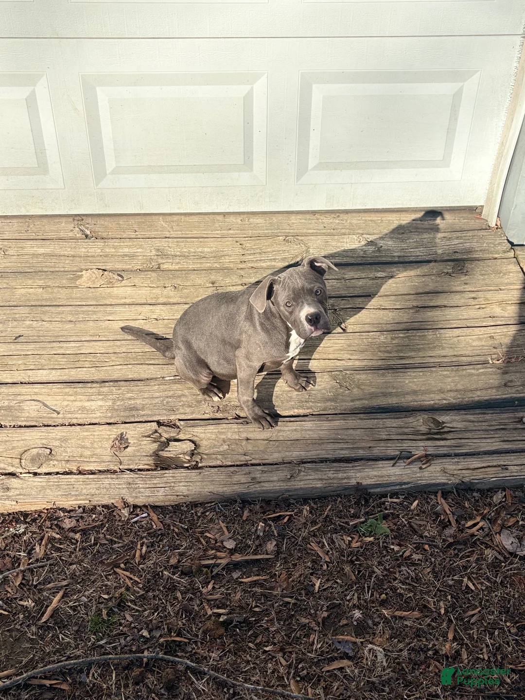 Mixed Breed dogs for sale: Bleu - Ad 2