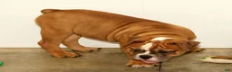 Olde English Bulldogge dogs for sale: Nora - Ad 6