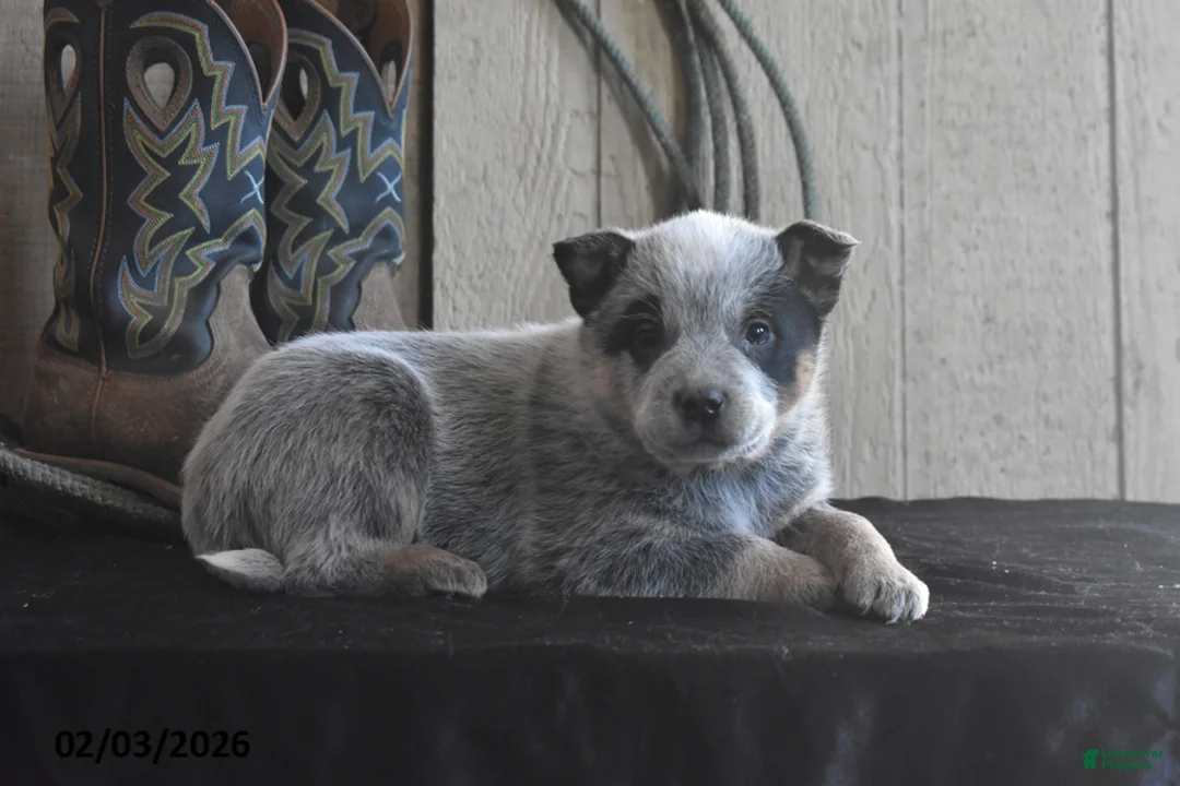 Australian Cattle Dog dogs for sale: Remington - Ad 5