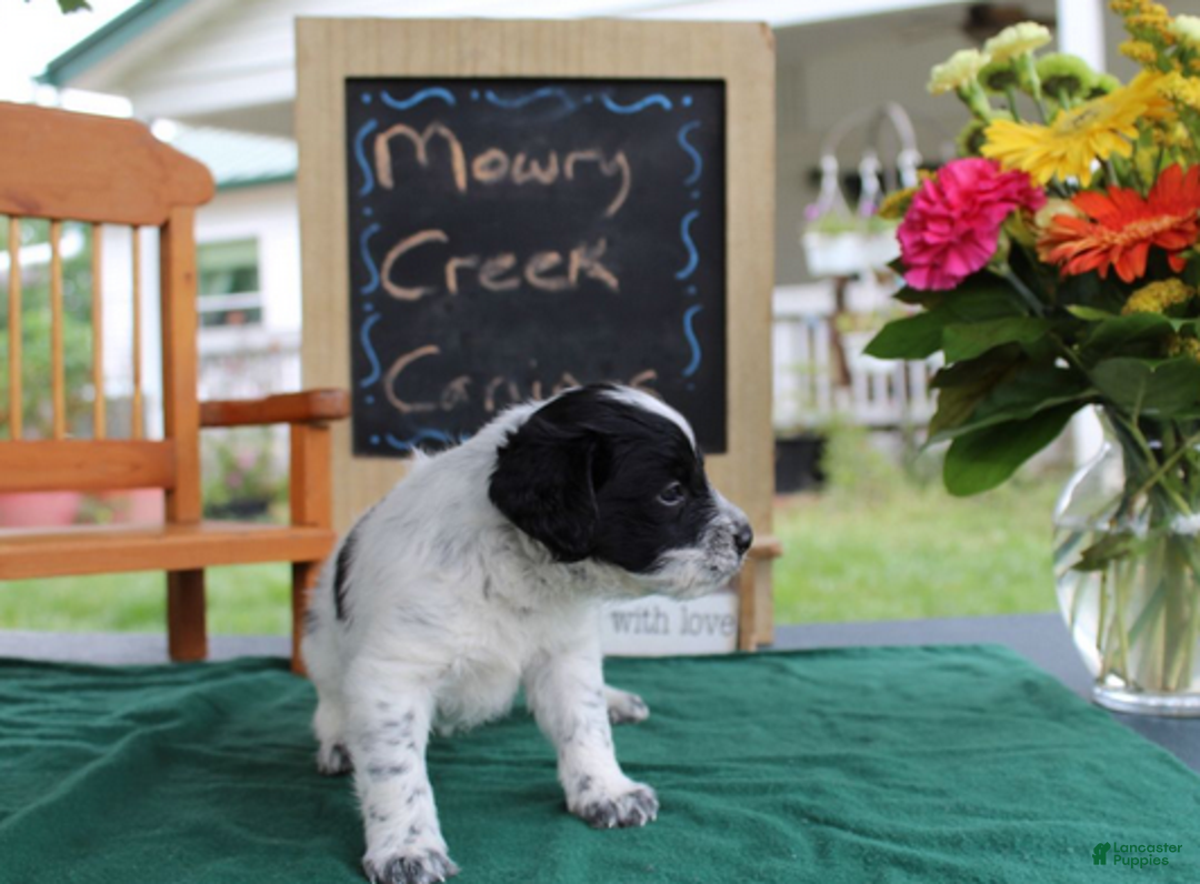 Aussiedoodle dogs for sale: Oreo - Ad 4