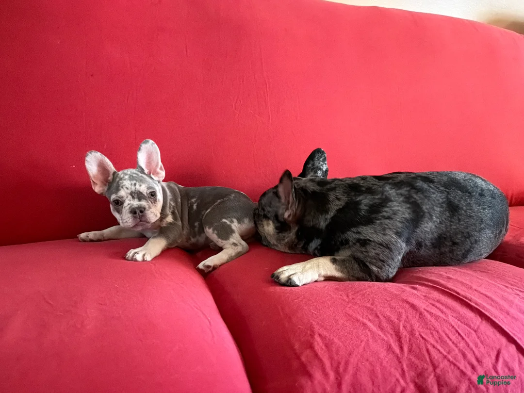 French Bulldog dogs for sale: French Bulldog Puppy 2 - Ad 2