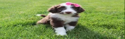 Mini Aussiedoodle dogs for sale: Cassie - Ad 7