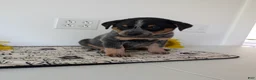Australian Cattle Dog dogs for sale: Rosalie  - Ad 11