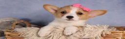 Welsh Corgi Pembroke dogs for sale: Callie  - Ad 12