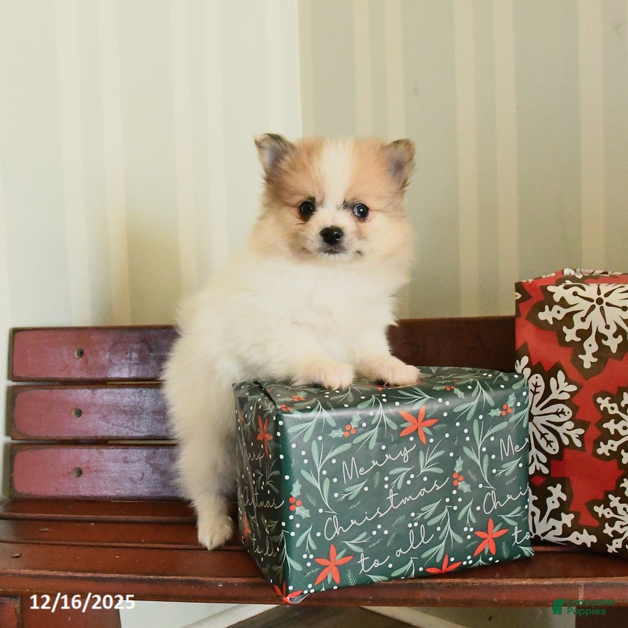 Pomeranian dogs Clyde - Ad 42