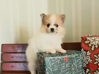 Pomeranian dogs Clyde - Ad 19