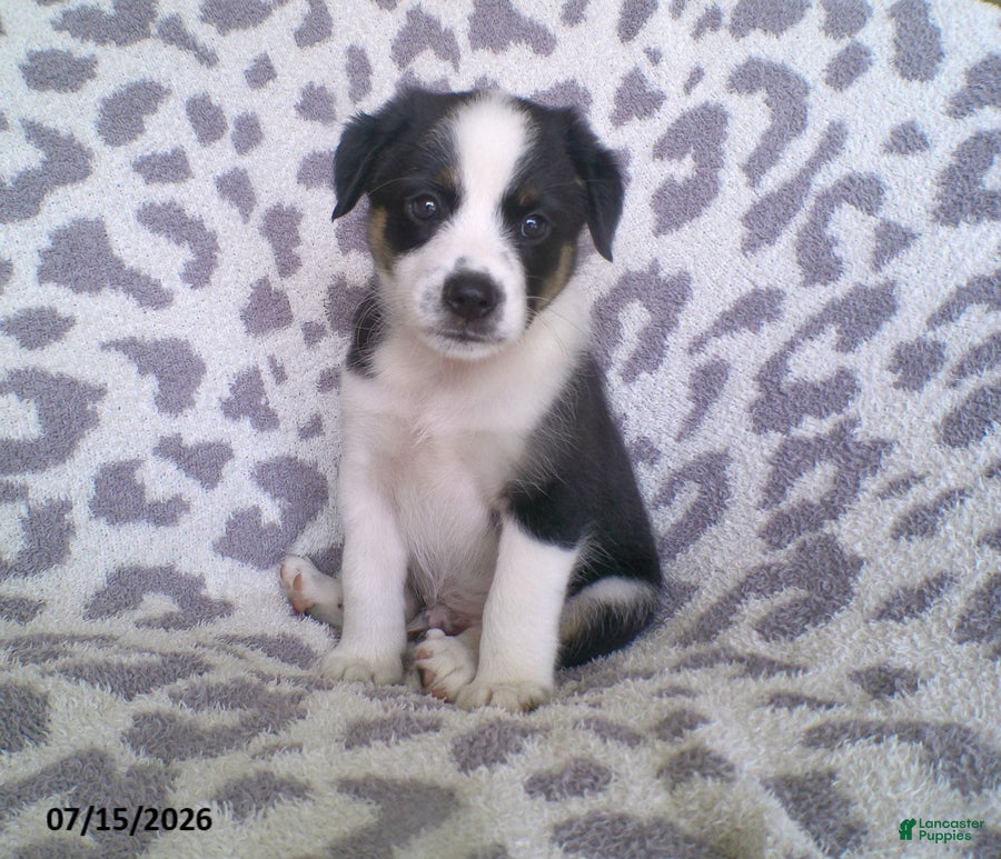 Miniature Australian Shepherd dogs Leo - Ad 1