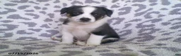 Miniature Australian Shepherd dogs for sale: Leo - Ad 1