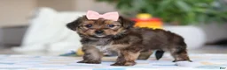 Morkie dogs for sale: Janie - Ad 5