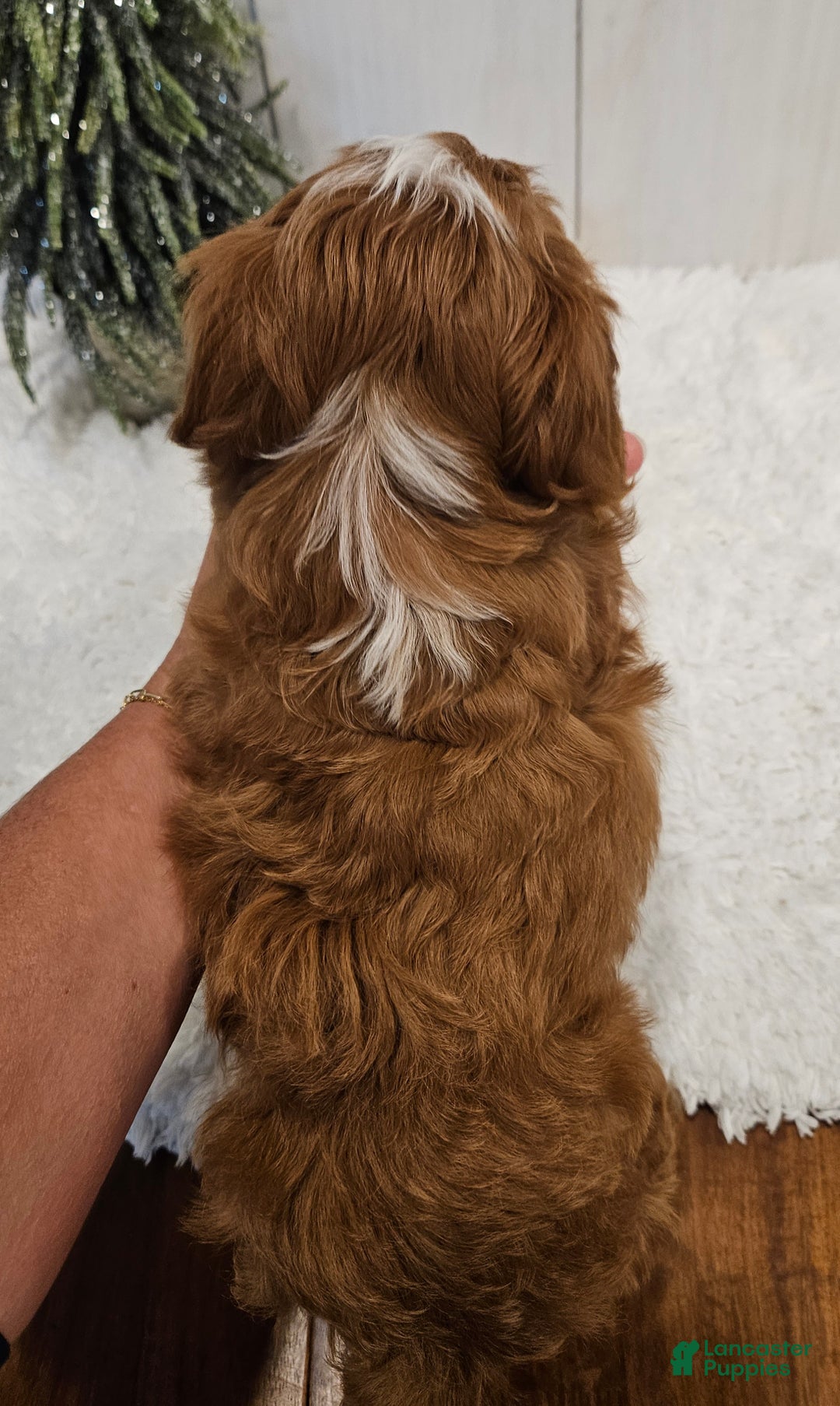 Mini Goldendoodle dogs for sale: Charlie F1B mini - Ad 12