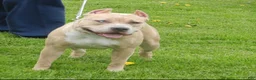 American Bully dogs for sale: Bella - Ad 7