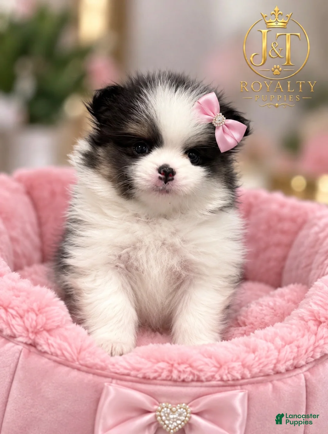 Pomeranian dogs for sale: Trixie - Ad 2