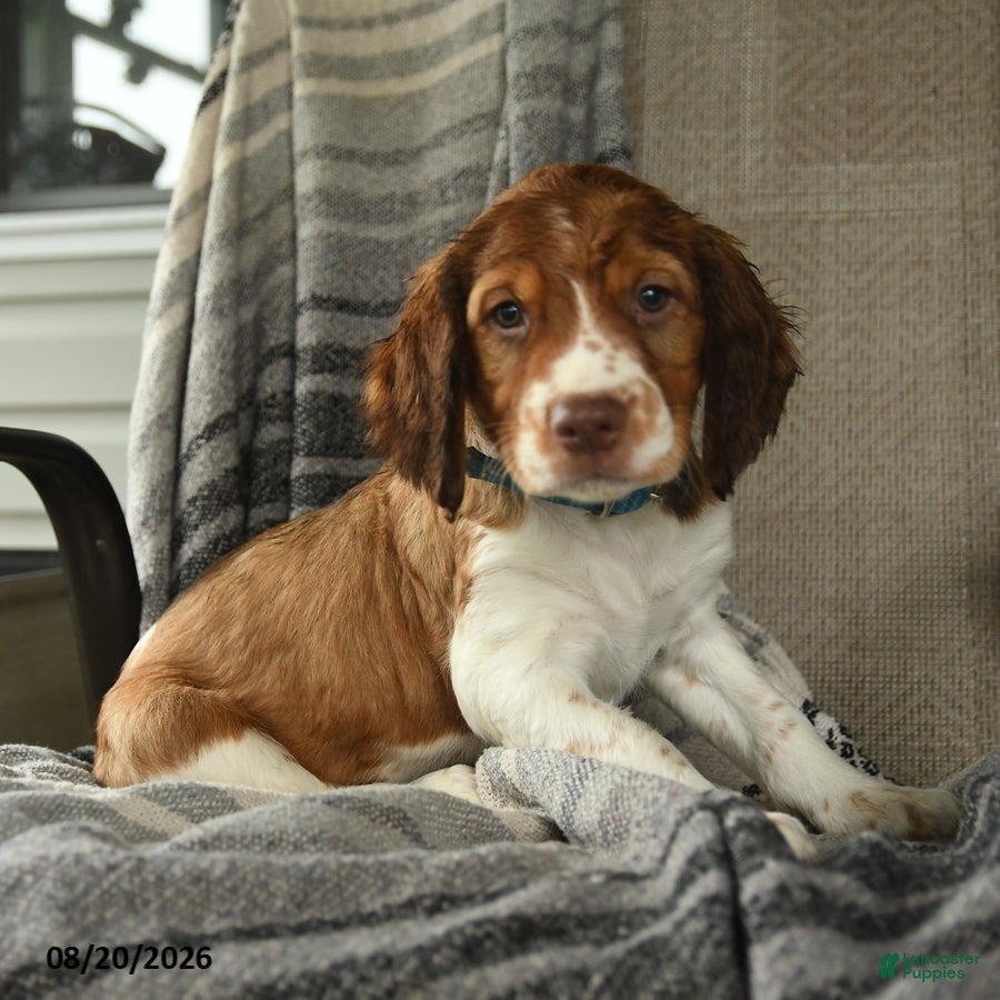 English Springer Spaniel dogs Corvette - Ad 2
