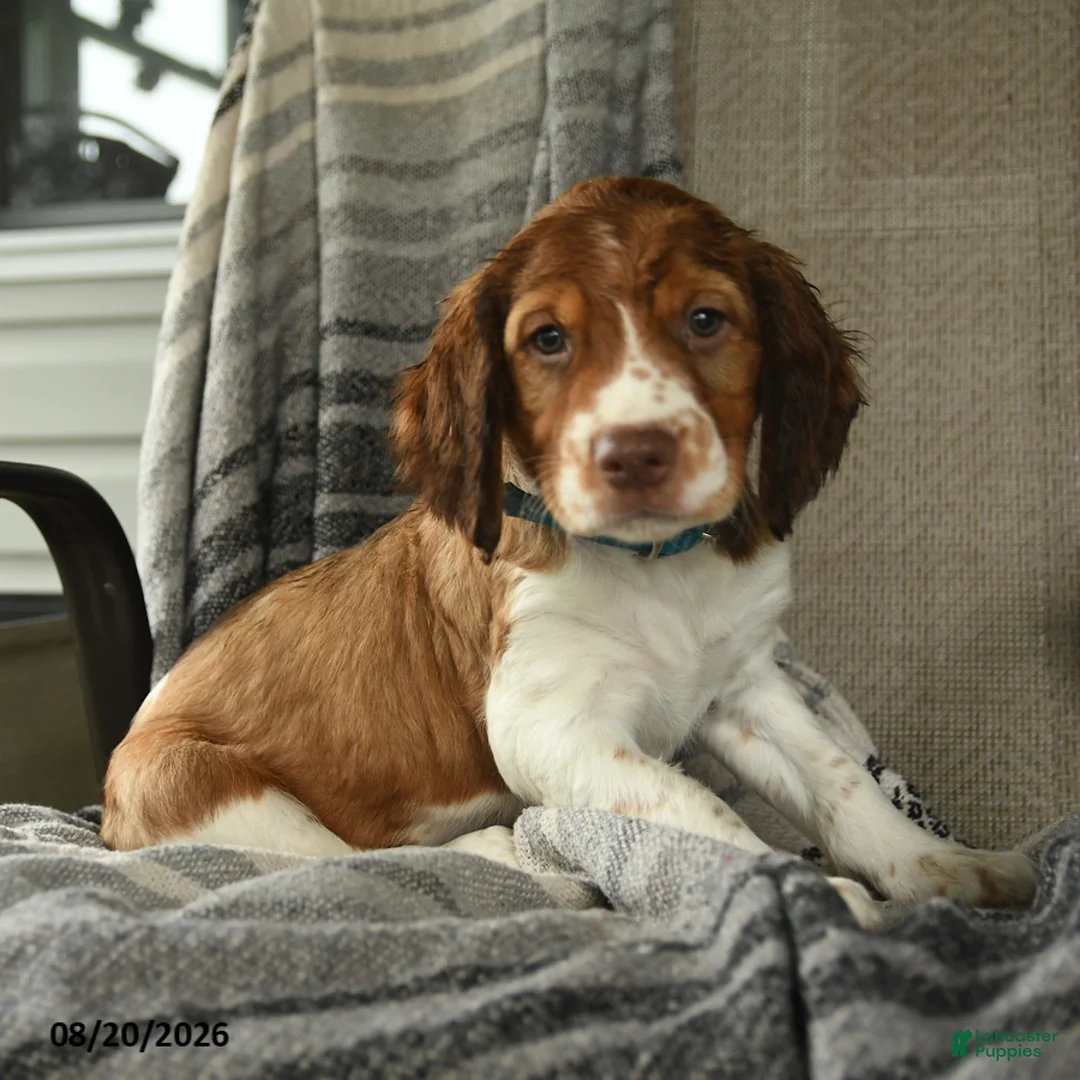 English Springer Spaniel dogs for sale: Corvette - Ad 2