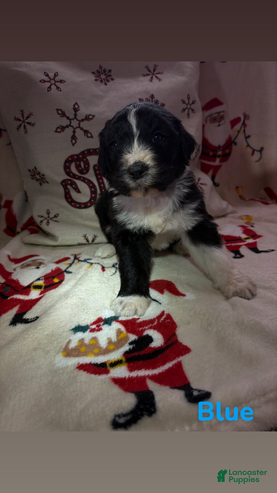 Sheepadoodle dogs for sale: Hazel - Ad 1