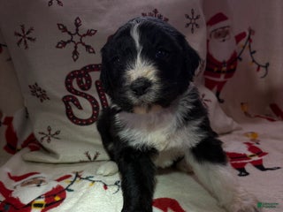 Sheepadoodle dogs Hazel - Ad 34