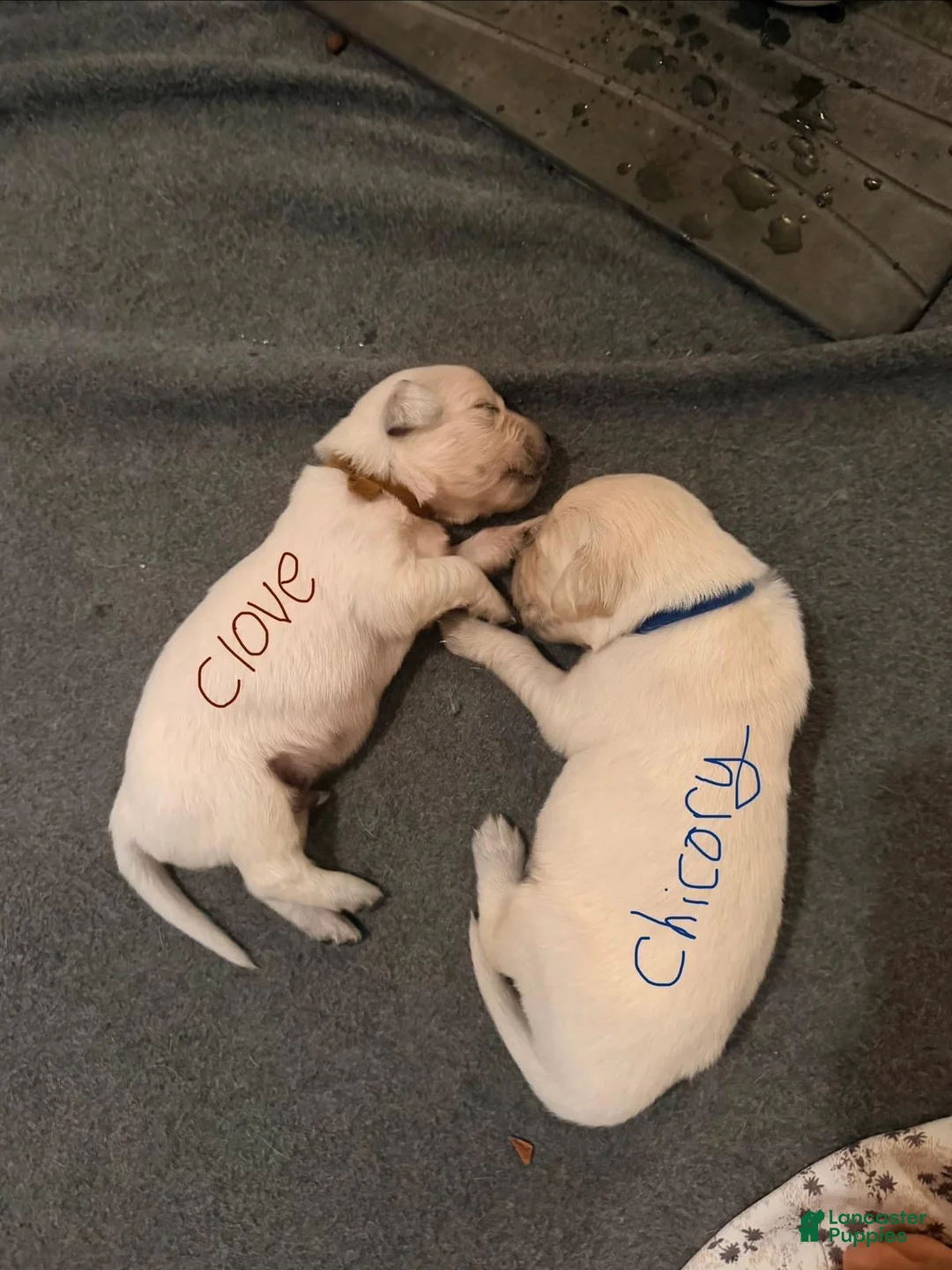 Golden Retriever dogs for sale: Chicory - Ad 2
