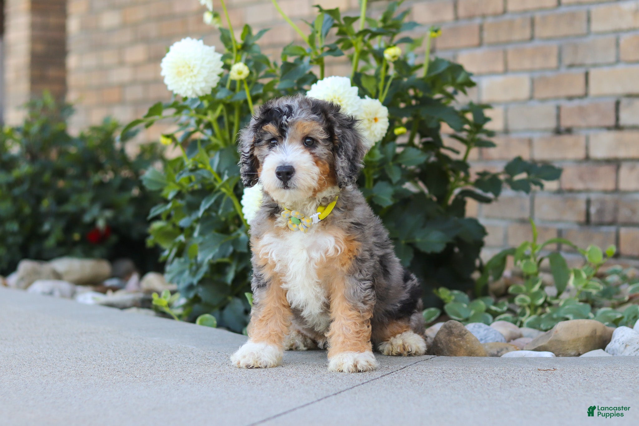 Mini Bernedoodle dogs Hunter - Ad 1